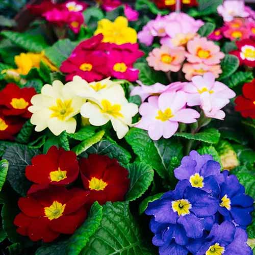 A close up of colorful Supernova primula flowers growing in the garden.