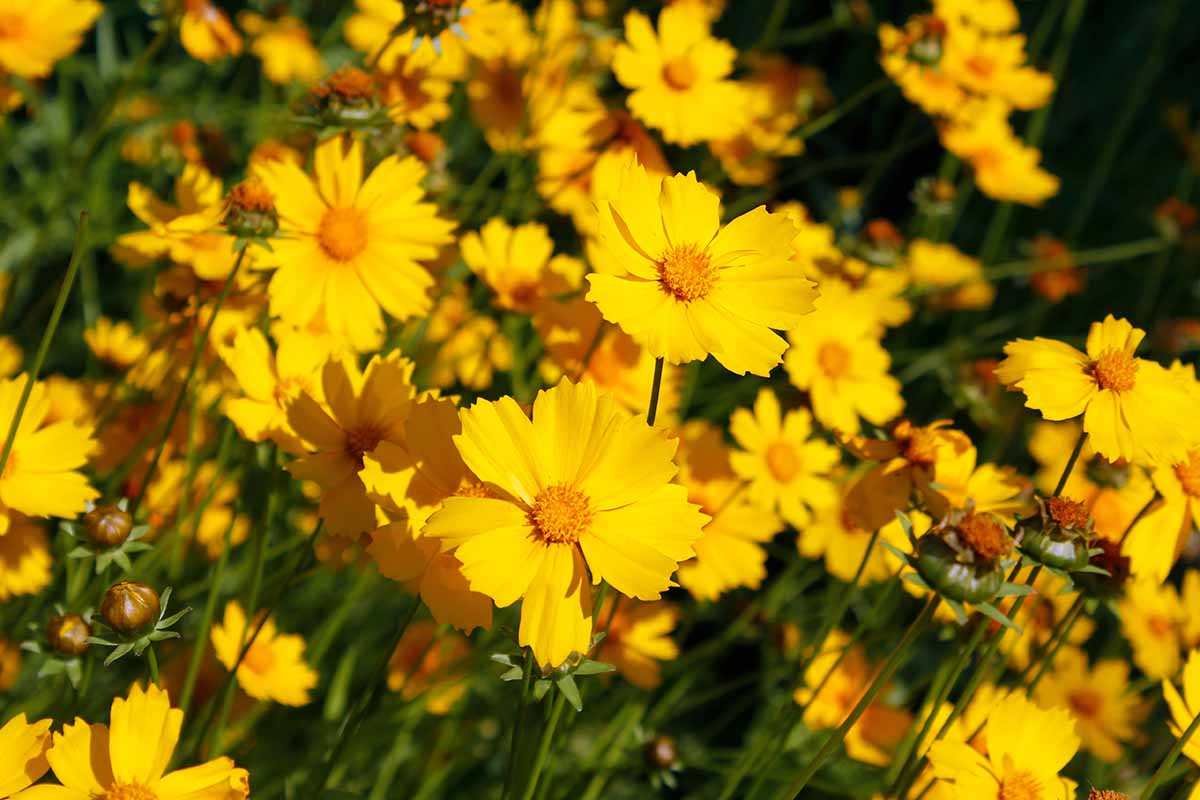 A close up horizontal image of yellow tickseed flowers growing in the garden.