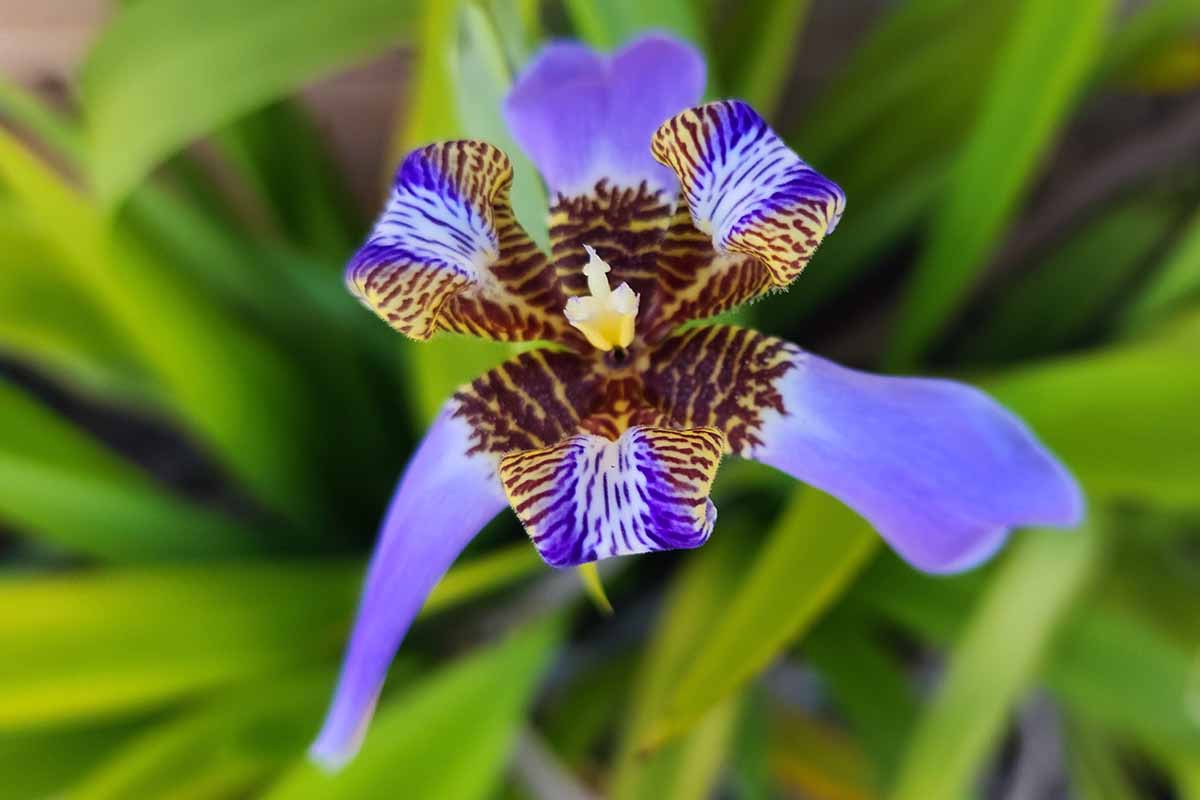 A close up horizontal image of Trimezia walking iris flower pictured on a soft focus background.