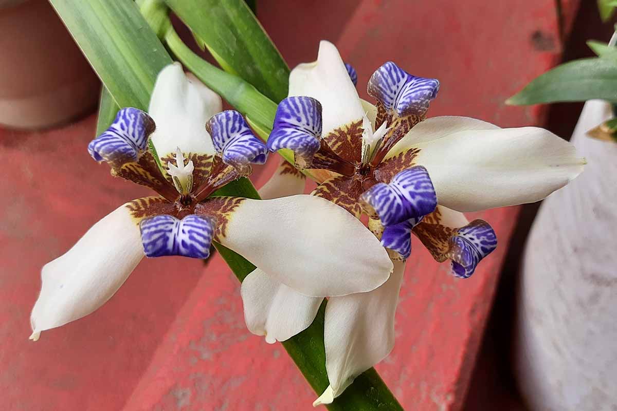 A close up horizontal image of walking iris flowers growing in a container.