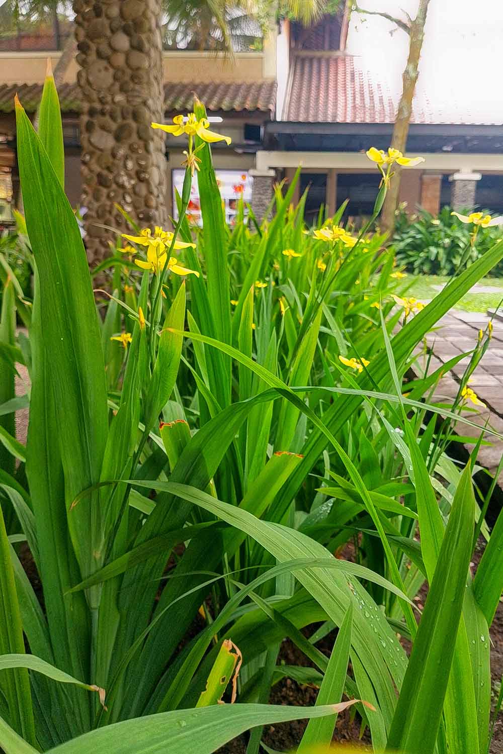 A close up vertical image of yellow walking iris in a garden border with a residence in the background.