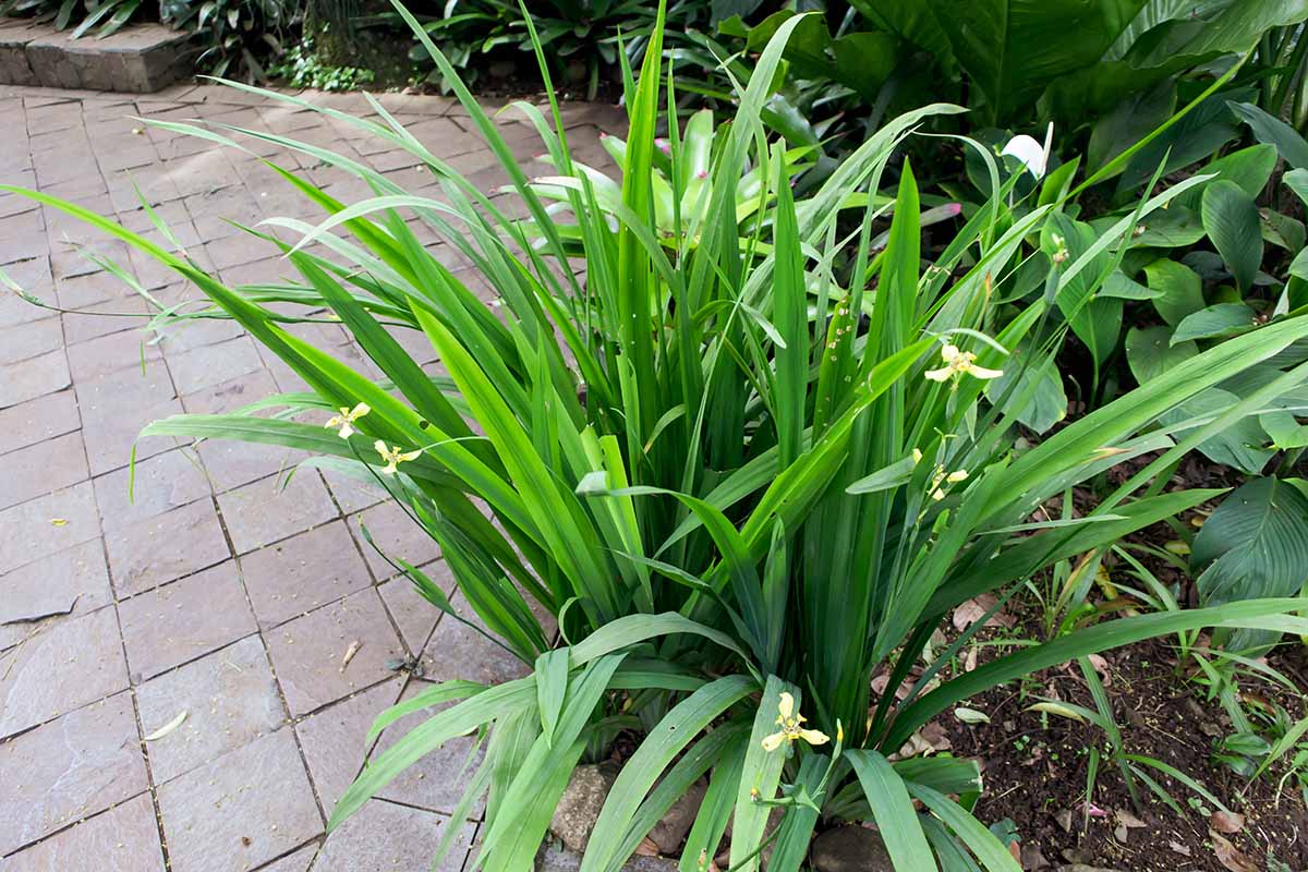 A close up horizontal image of a walking iris plant growing in a garden border.