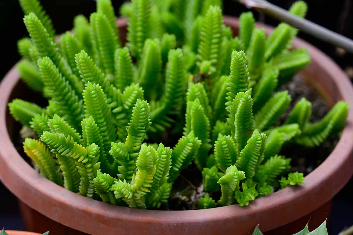 A close up horizontal image of watch chain crassula growing in a plastic container.
