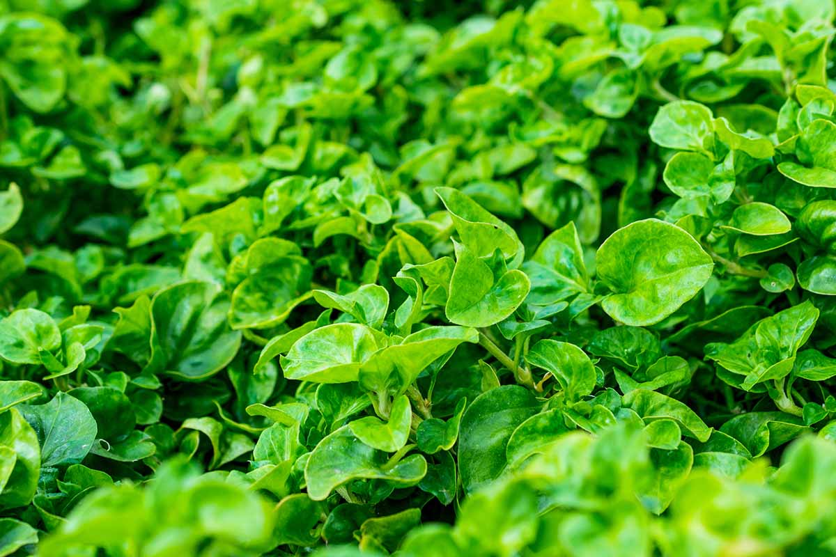 A close up horizontal image of watercress growing in the garden.