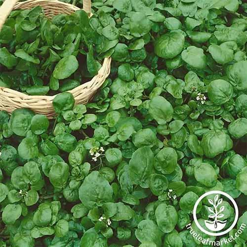 A close up square image of watercress growing in the garden in process of being harvested. To the bottom right of the frame is a white circular logo with text.