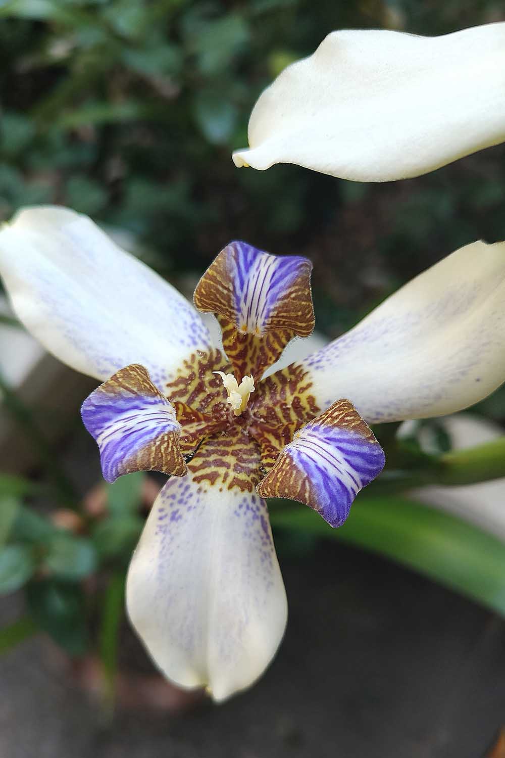 A close up vertical image of white walking iris growing in the landscape pictured on a soft focus background.