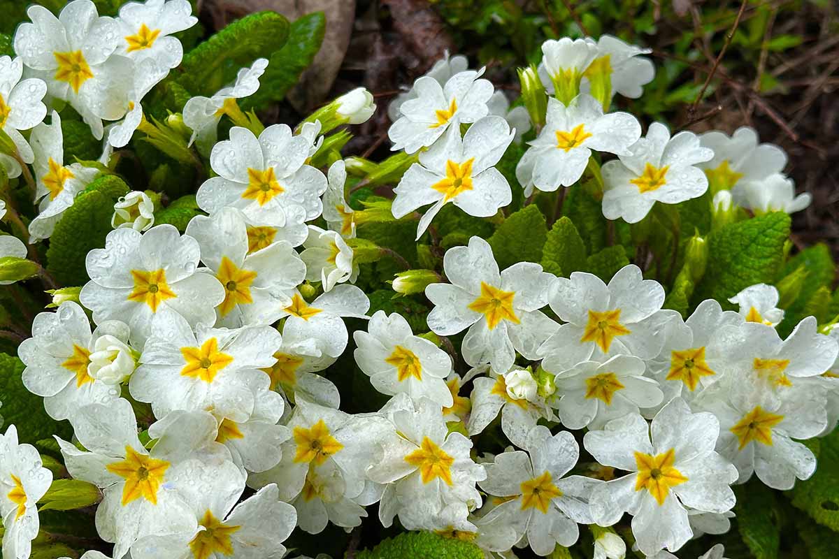 A close up horizontal image of white and yellow primrose flowers in full bloom in the garden.