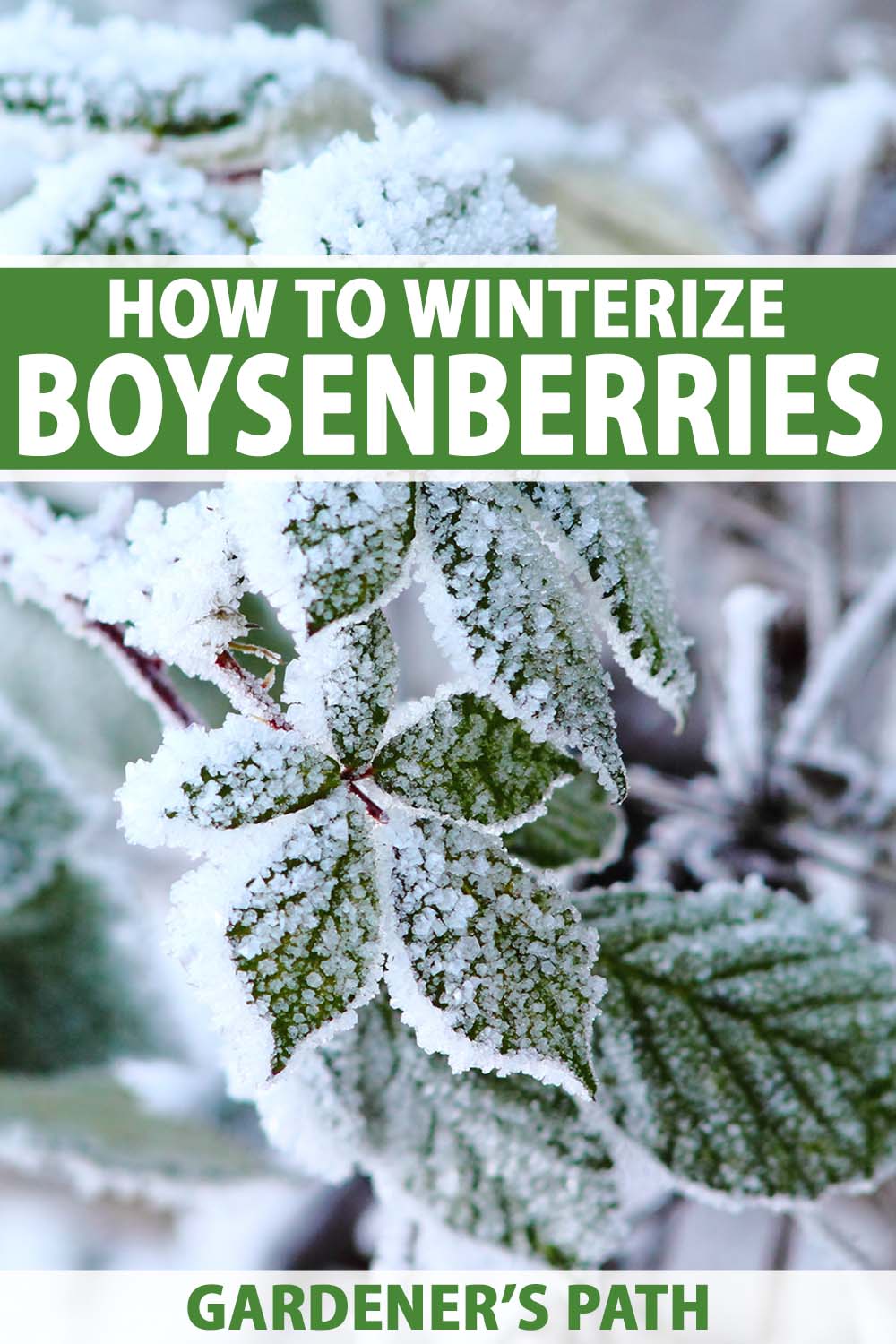 A close up vertical image of a boysenberry plant covered in hoar frost, pictured on a soft focus background. To the top and bottom of the frame is green and white printed text.