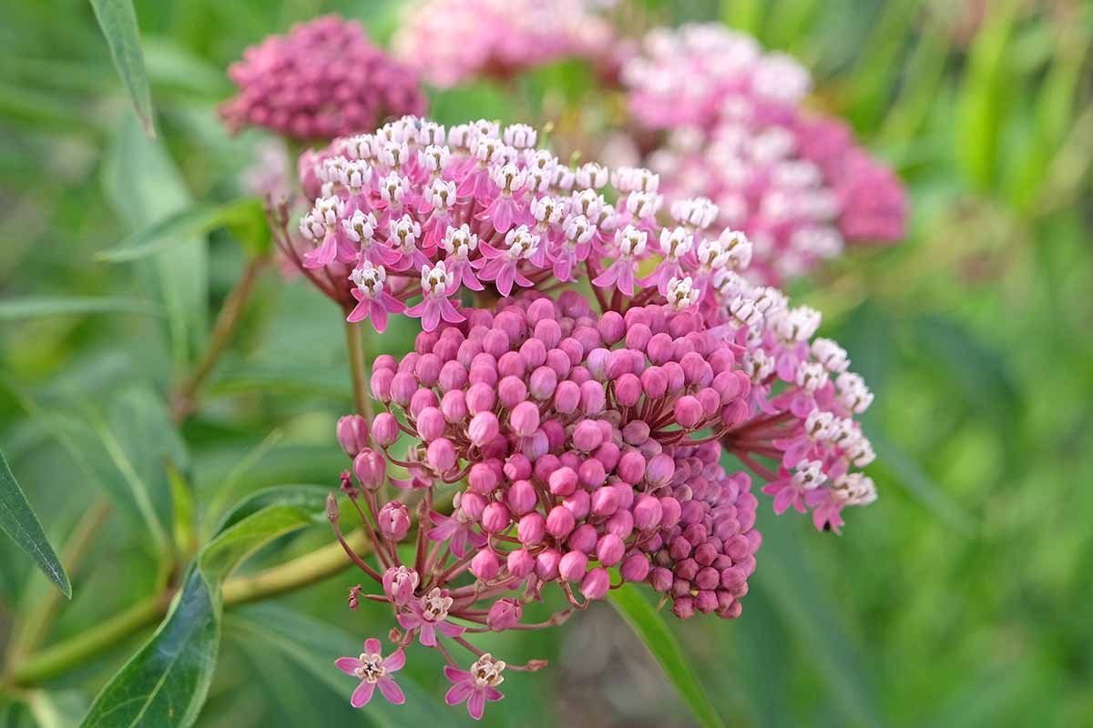 A close up horizontal image of pink milkweed (Asclepias) flowers growing in the garden pictured on a soft focus background.