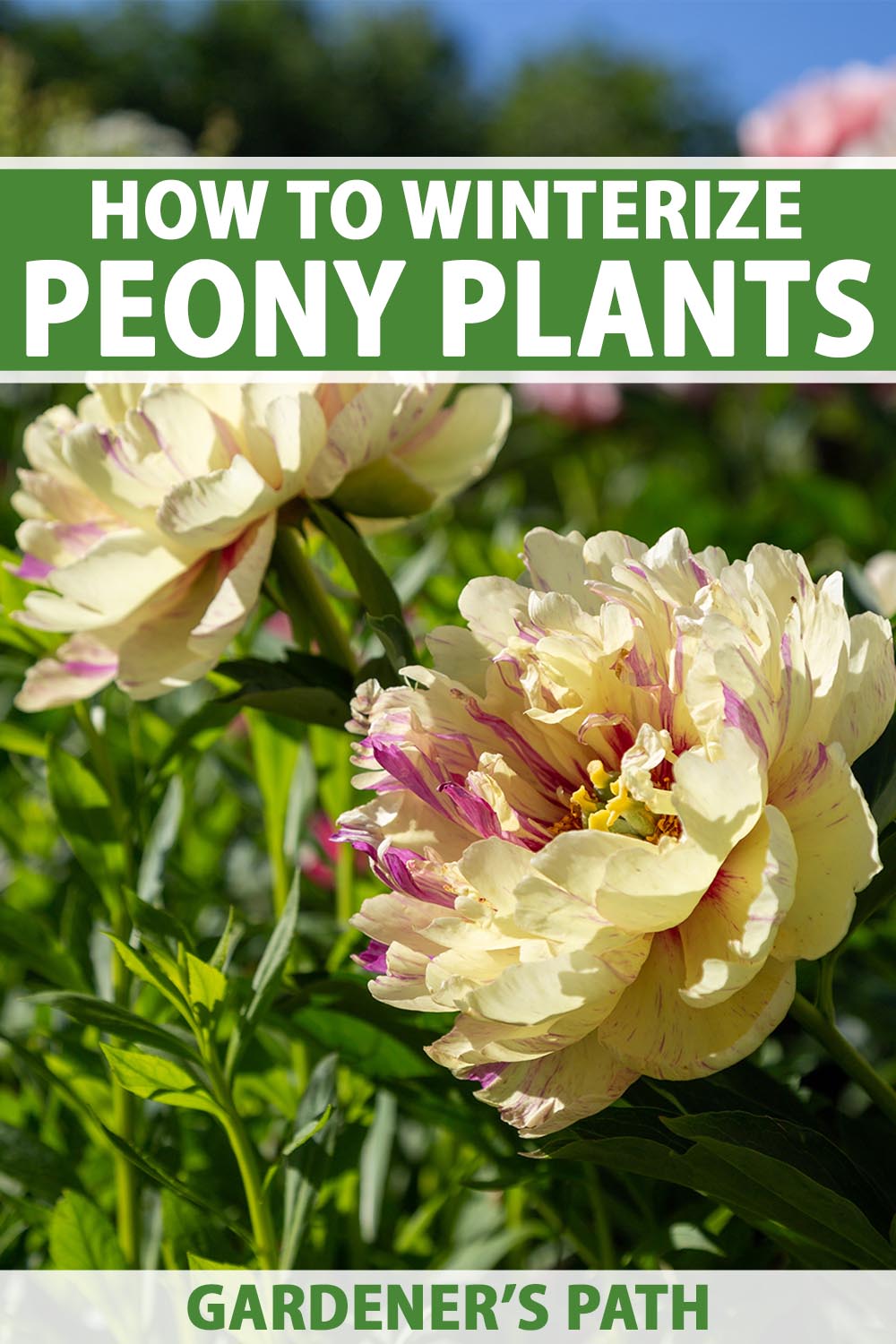 A close up vertical image of yellow and pink Itoh hybrid peony flowers growing in the garden pictured in bright sunshine. To the top and bottom of the frame is green and white printed text.