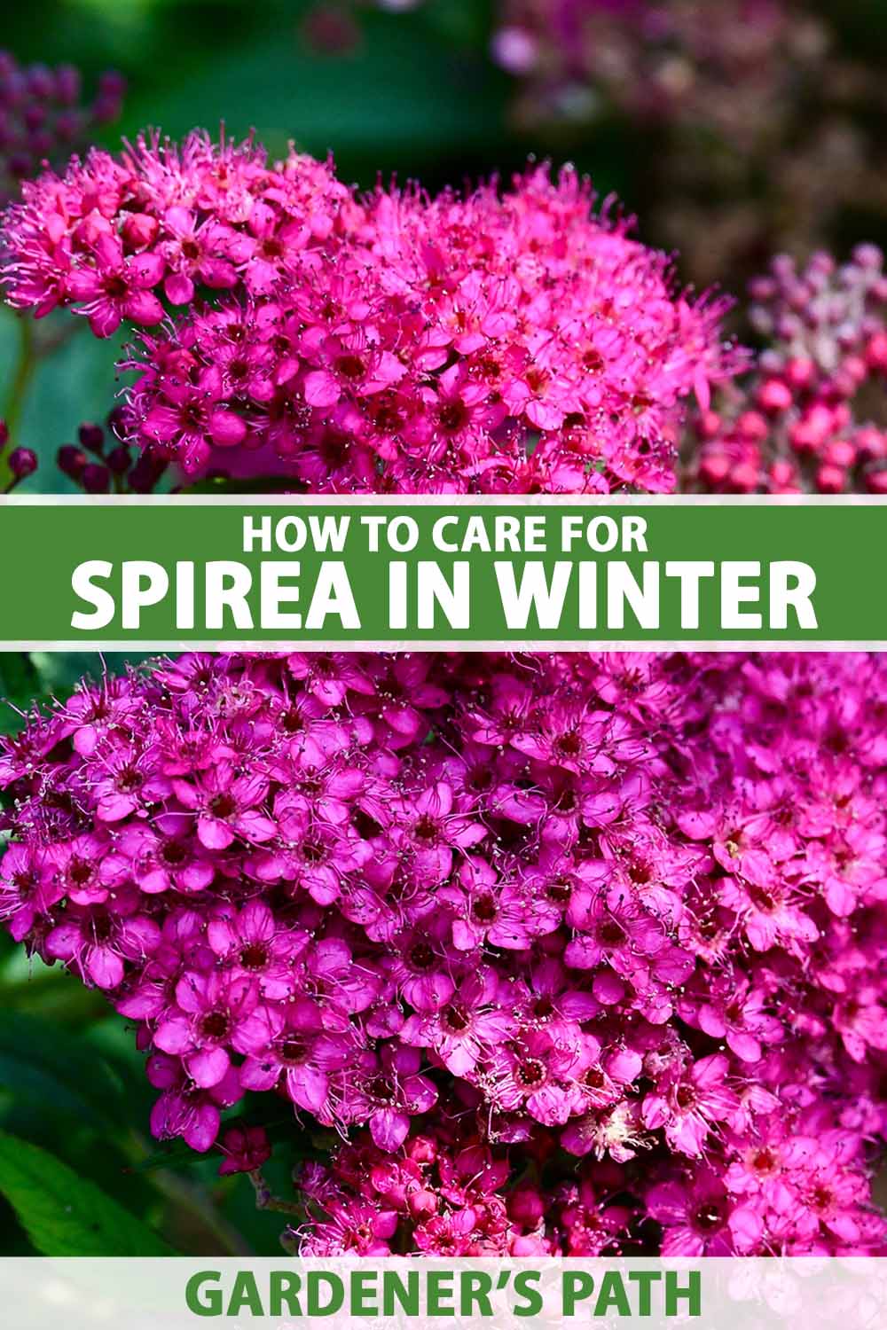 A close up vertical image of bright pink Japanese spirea flowers growing in the summer garden pictured on a soft focus background. To the top and bottom of the frame is green and white printed text.