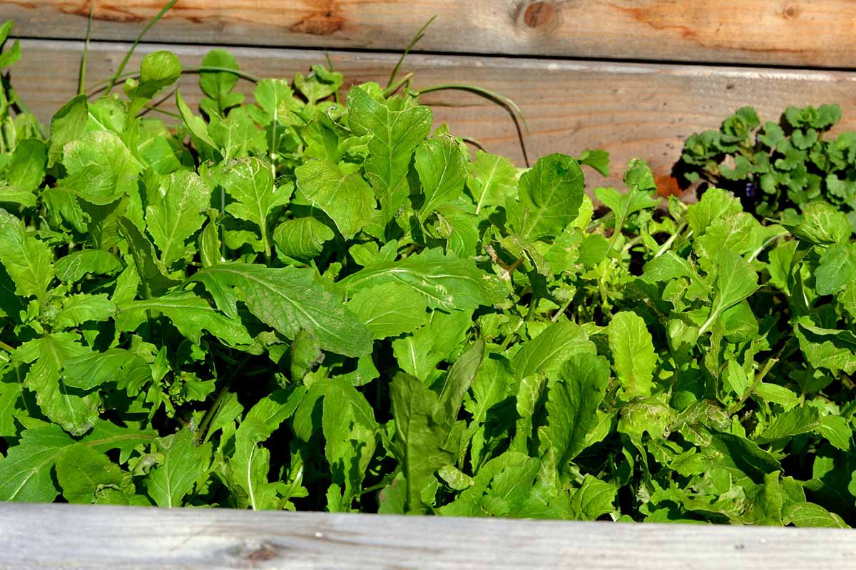 A close up horizontal image of fresh salad greens growing in a wooden raised bed cold frame.