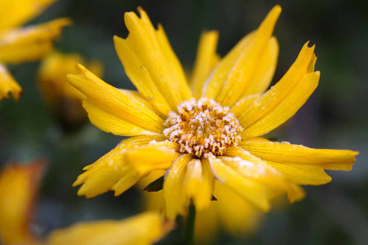 A close up horizontal image of a bright yellow tickseed flower covered in a light dusting of frost pictured on a dark soft focus background.