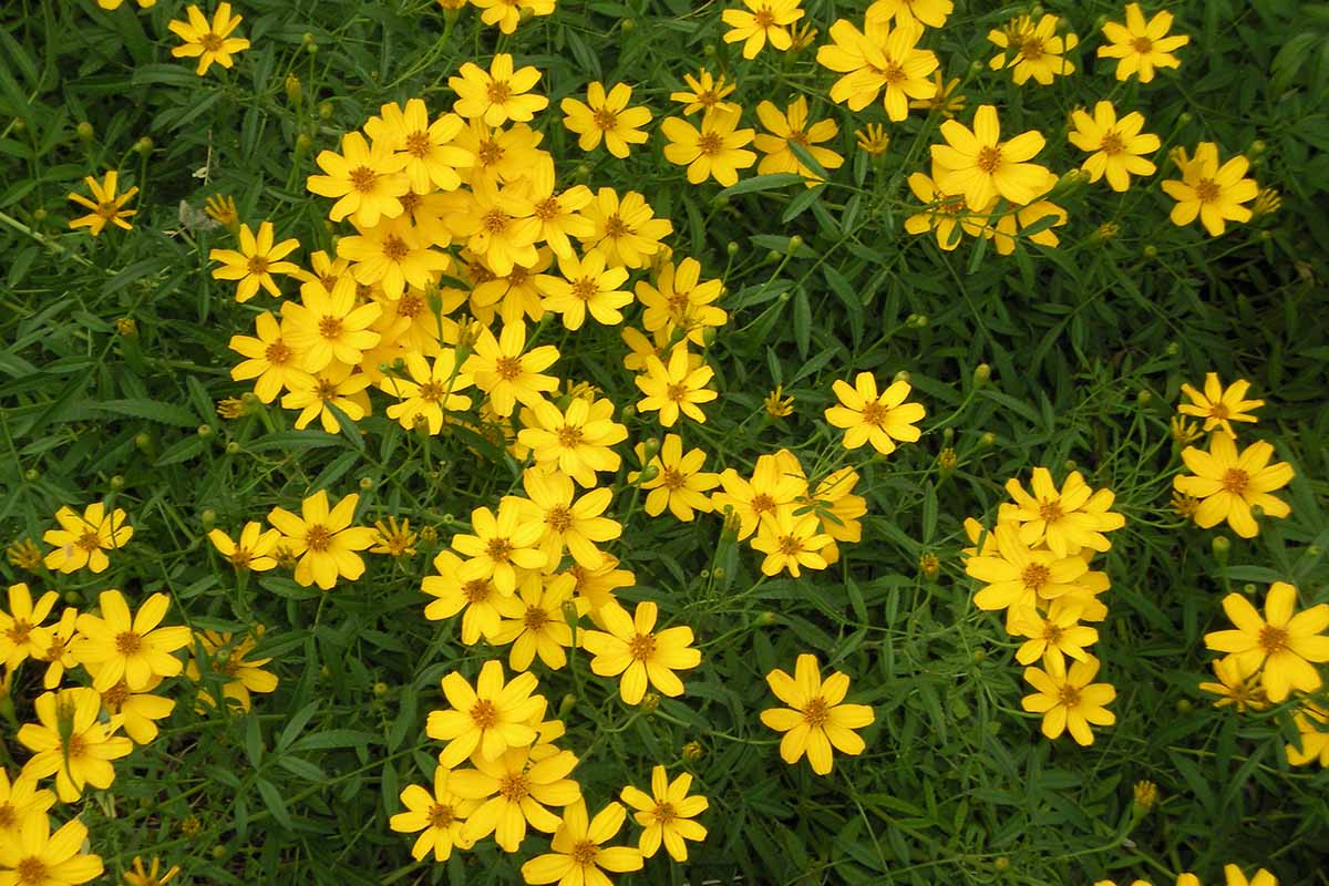 A close up horizontal image of small yellow tickseed flowers growing in the garden, with foliage in soft focus in the background.