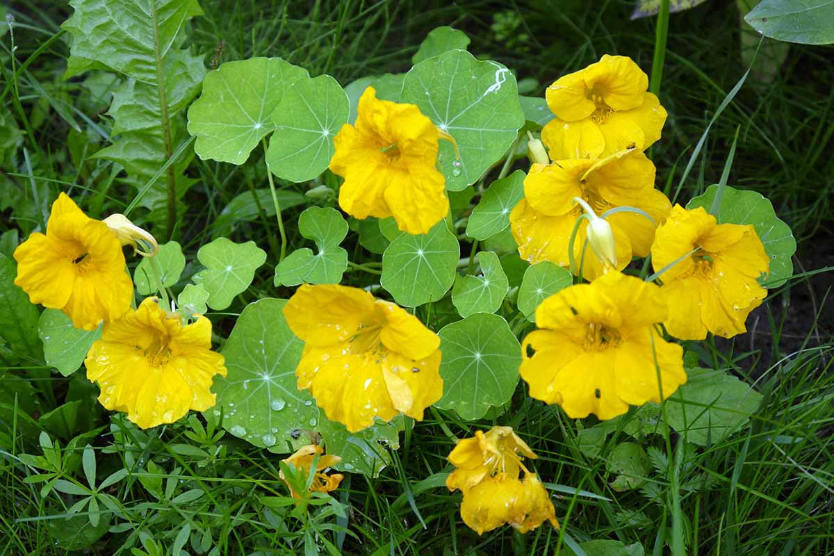 A close up of a Tropaeolum majus plant with bright yellow flowers and large flat green leaves. The background is grass and vegetation in soft focus.