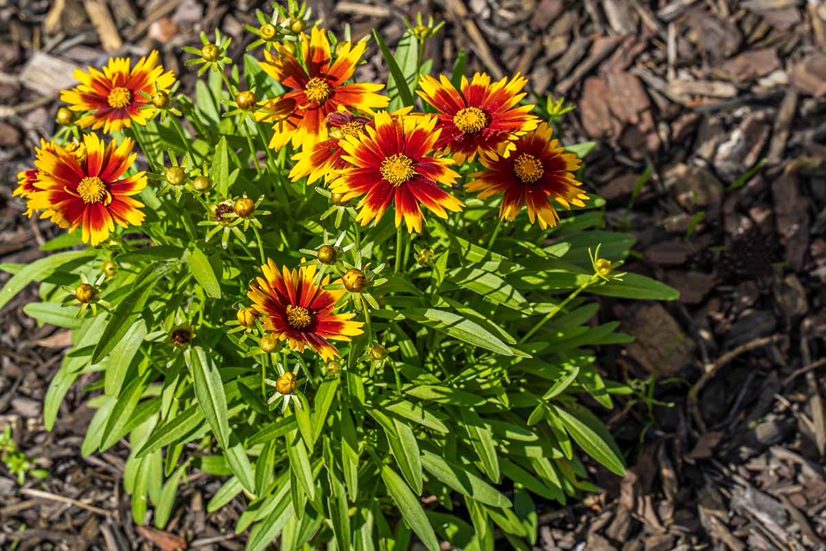 A close up horizontal image of bicolored tickseed flowers growing in the garden surrounded by bark mulch, pictured in bright sunshine.