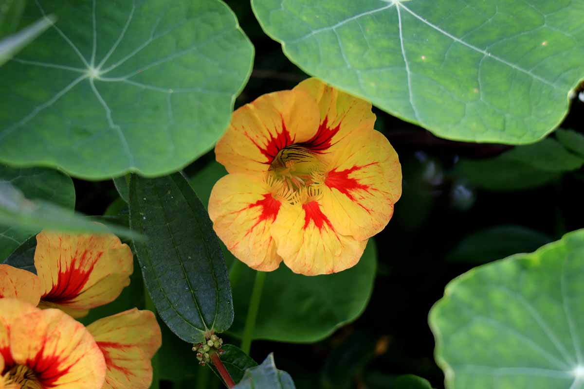 A close up picture of a yellow nasturtium flower with bright red center, contrasting with the flat green leaves that surround it, on a dark background.