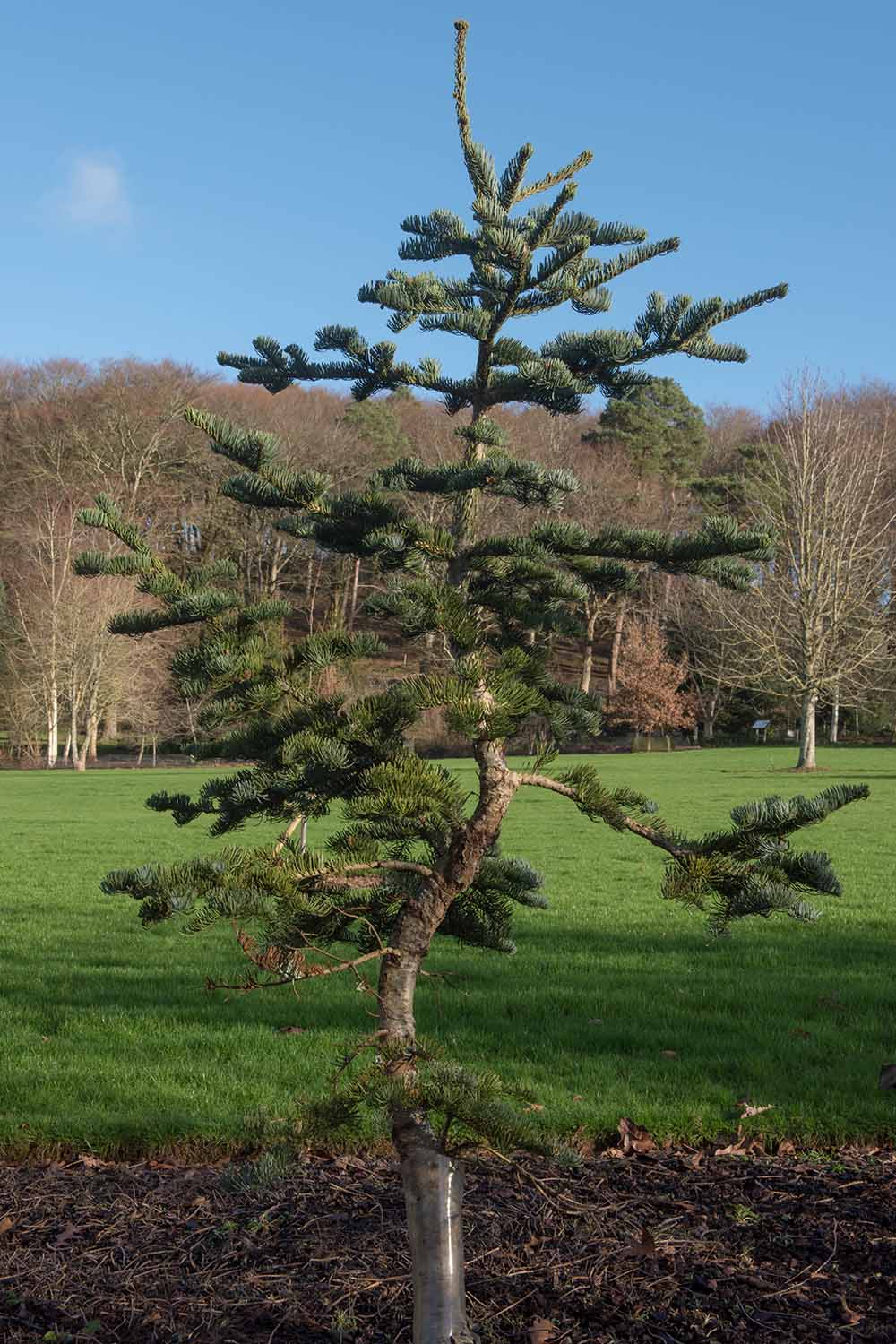 A close up vertical image of a California red fir growing in the landscape.