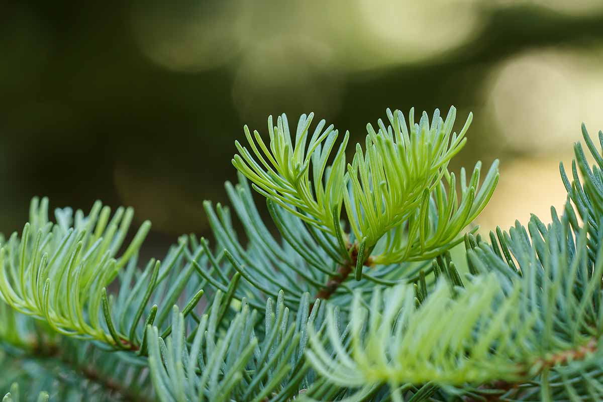 A close up horizontal image of the branches of California red fir (Abies magnifica) pictured in light sunshine.