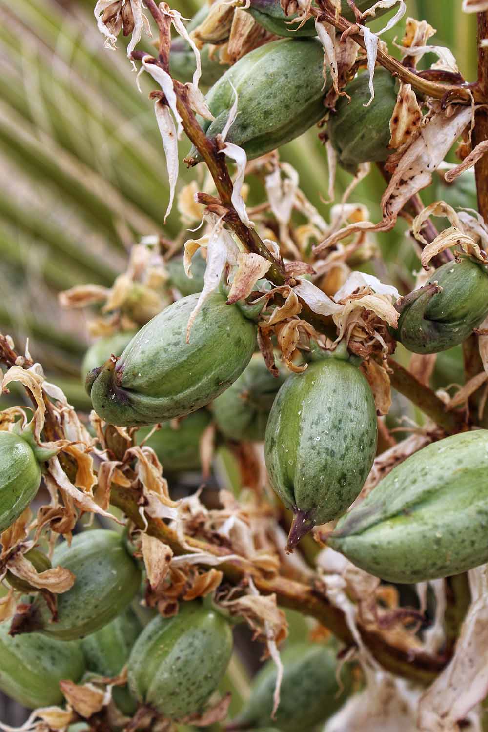 A close up vertical image of the seed heads of a yucca plant.