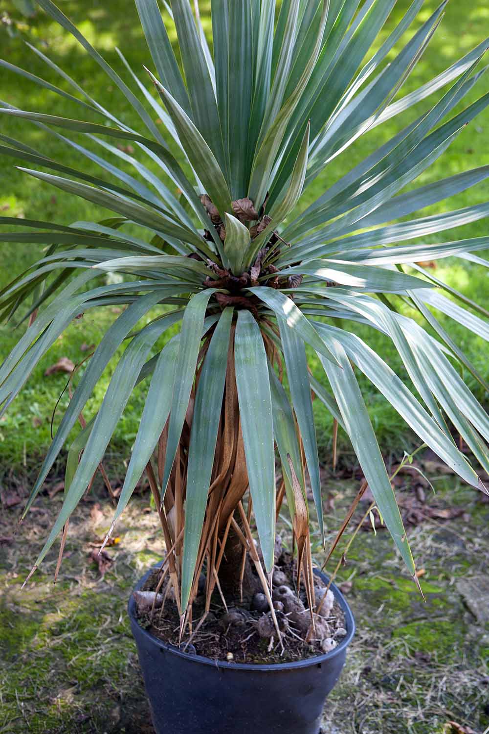 A vertical image of a yucca plant growing in a small black pot.