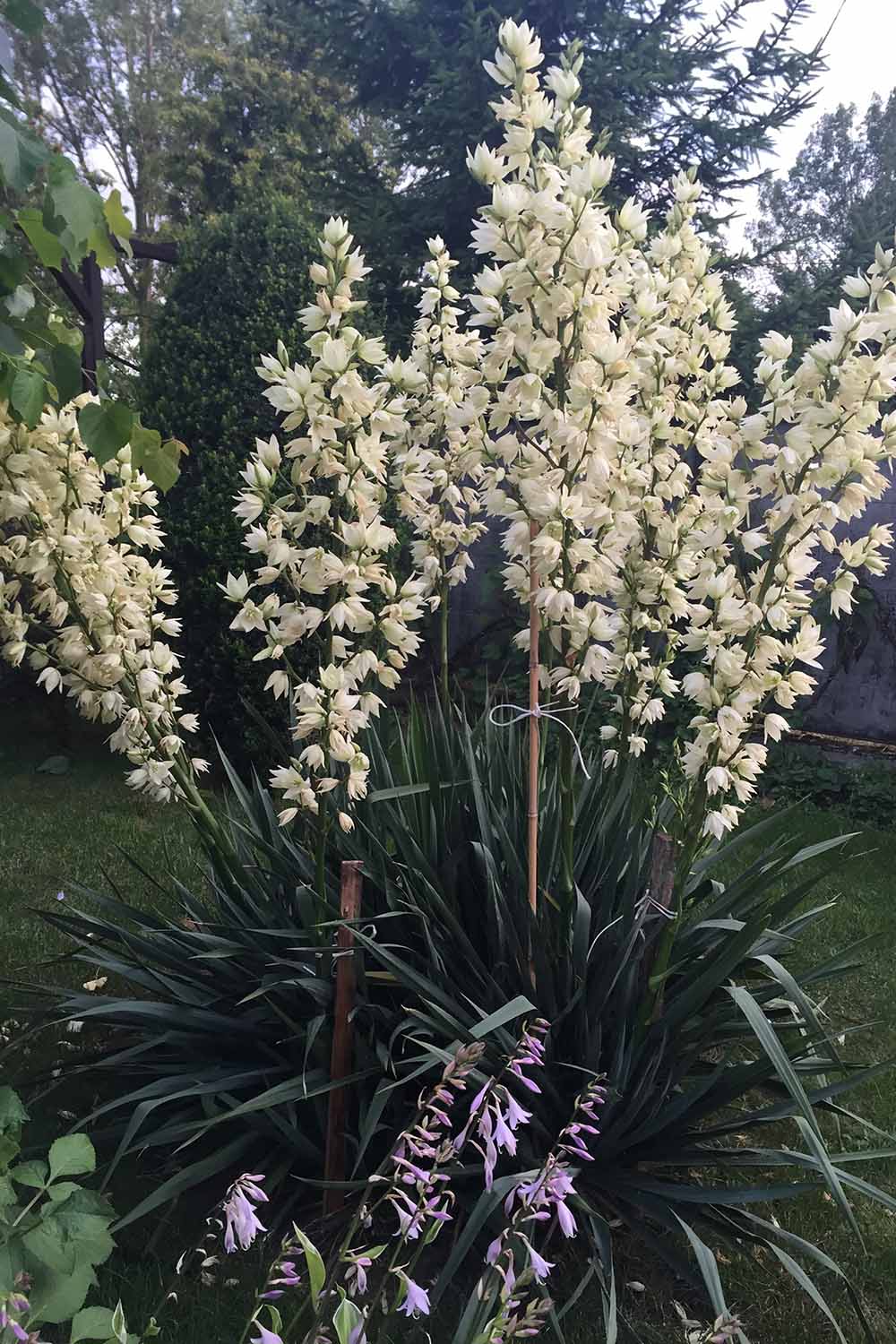 A vertical image of a soapweed yucca in full bloom growing in the garden.