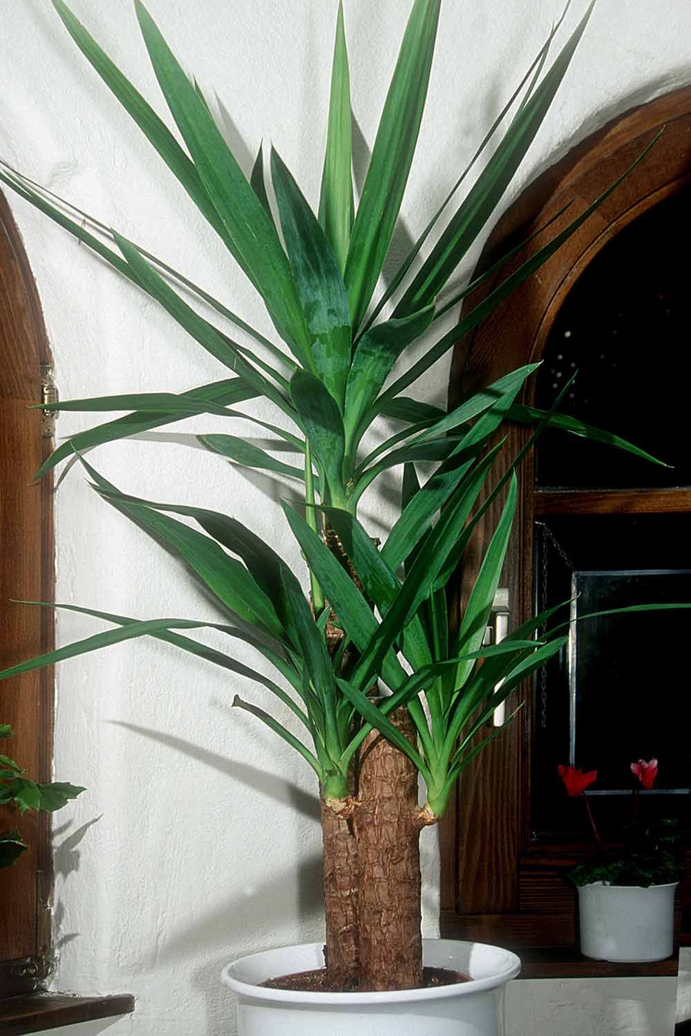 A vertical image of an elephant yucca plant growing in a pot indoors.