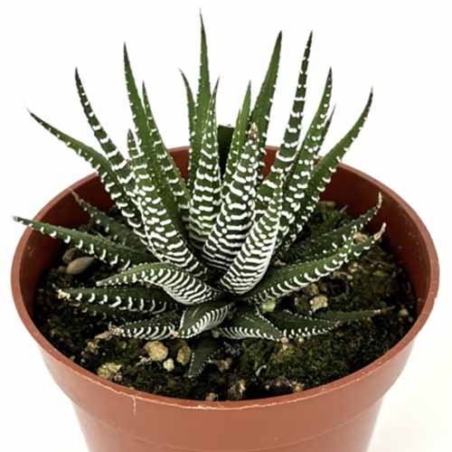 A close up of a small pot of a zebra haworthia isolated on a white background.